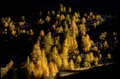 <center>
Le jour décline. Le soleil va disparaître derrière<br>
les massifs ; il enflamme une dernière fois les mélèzes. mélèzes,automne,alpes,soleil 